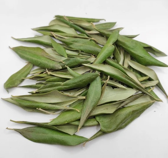 Zeytin Yaprağı 